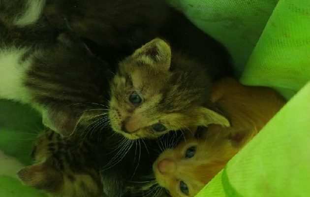 Los cinco gatos fueron salvados por las unidades de los Linces de la Policía Nacional. Foto: José Vásquez
