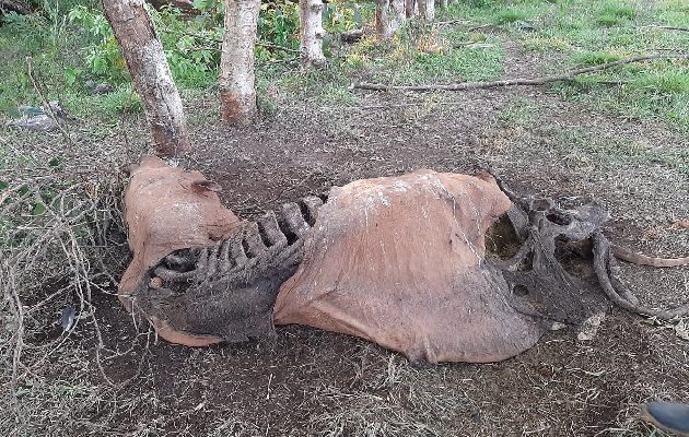 Se pide a los ganaderos realizar las denuncias correspondientes para atrapar a los cuatreros. Foto: José Vásquez