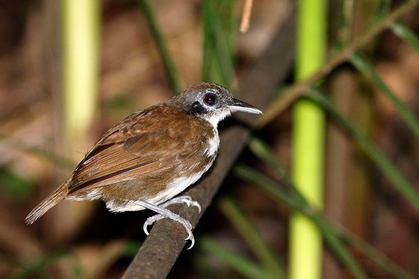 Panamá es paso obligatorio de aves migratorias.