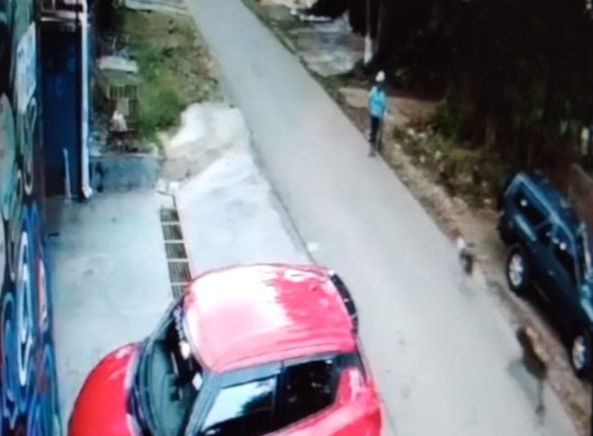En el video se observa a la señora Teodolinda Rosa Luna, cuando el mismo perro ataca a otro. Foto: Mayra Madrid 