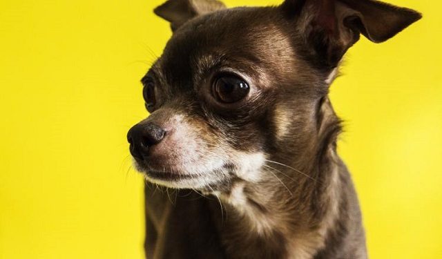 Los chihuahuas son considerados una de las razas más antiguas del continente americano. Foto: Ilustrativa / Pexels