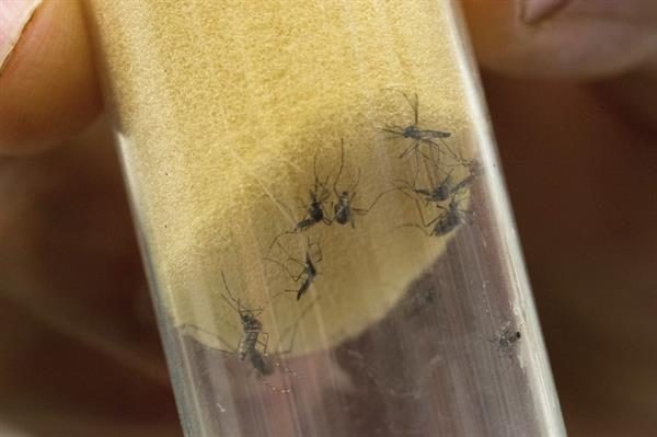 Mosquito ""Aedes aegypti"", transmisores del virus del Zika y el dengue, permanecen en un laboratorio.
