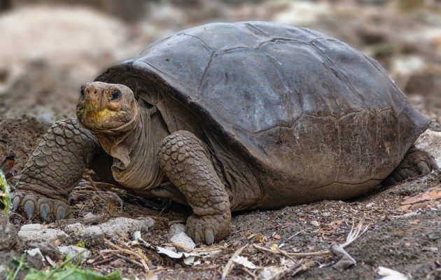 La tortuga de la especie Chelonoidis phantasticus fue encontrada en Galápagos. Foto: Ministerio de Ambiente de Ecuador