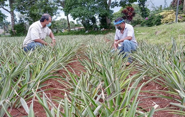 Dentro de la sub cuenca del Canal de Panamá existen dispersos unos 330 productores de piña, ganado, maíz y cucurbitáceas. Foto: Eric Montenegro