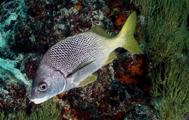 Pez perteneciente a las especie Anisotremus espinoza, una de las dos nuevas especies descritas en la Islas Galápagos y el Pacífico Este Tropical. Foto: EFE