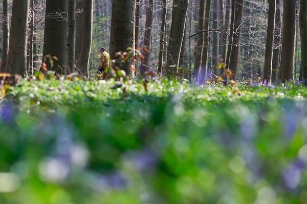 Un hombre pasea por un bosque cerca de Bruselas. Foto: EFE