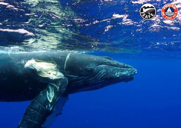 Involucrar al sector marítimo internacional para evitar las colisiones de barcos con ballenas es el objetivo de la "whale-safe".