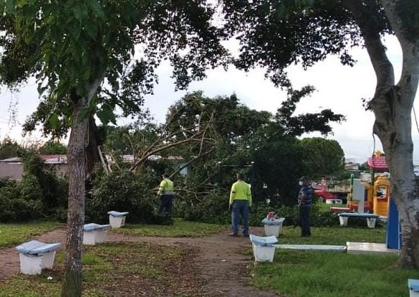 La caída de los dos árboles afectó un poste eléctrico. Foto: Cortesía MiAmbiente