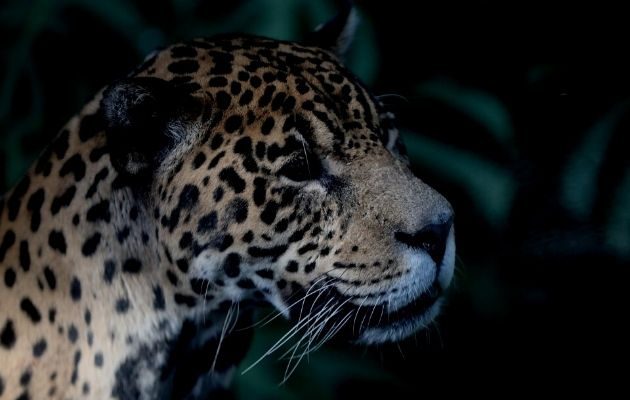 Más de 260 especies de vertebrados terrestres que han tenido interacciones negativas con las personas, 53 se encuentran amenazadas. Foto: EFE