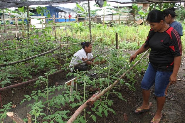 Mediante el proyecto de Transferencia de Oportunidades en el Área Rural, se ha entregado apoyo financiero a 200 mujeres para que desarrollen pequeños proyectos agrícolas y no agrícolas.