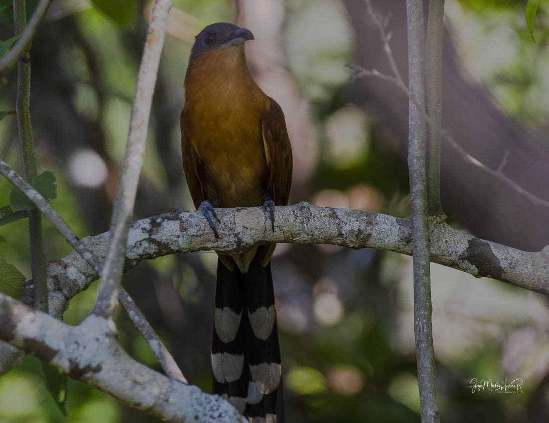 Al ave avistada en Sarigua se le conoce comúnmente como  "cuco de colores brillantes". Foto: Cortesía