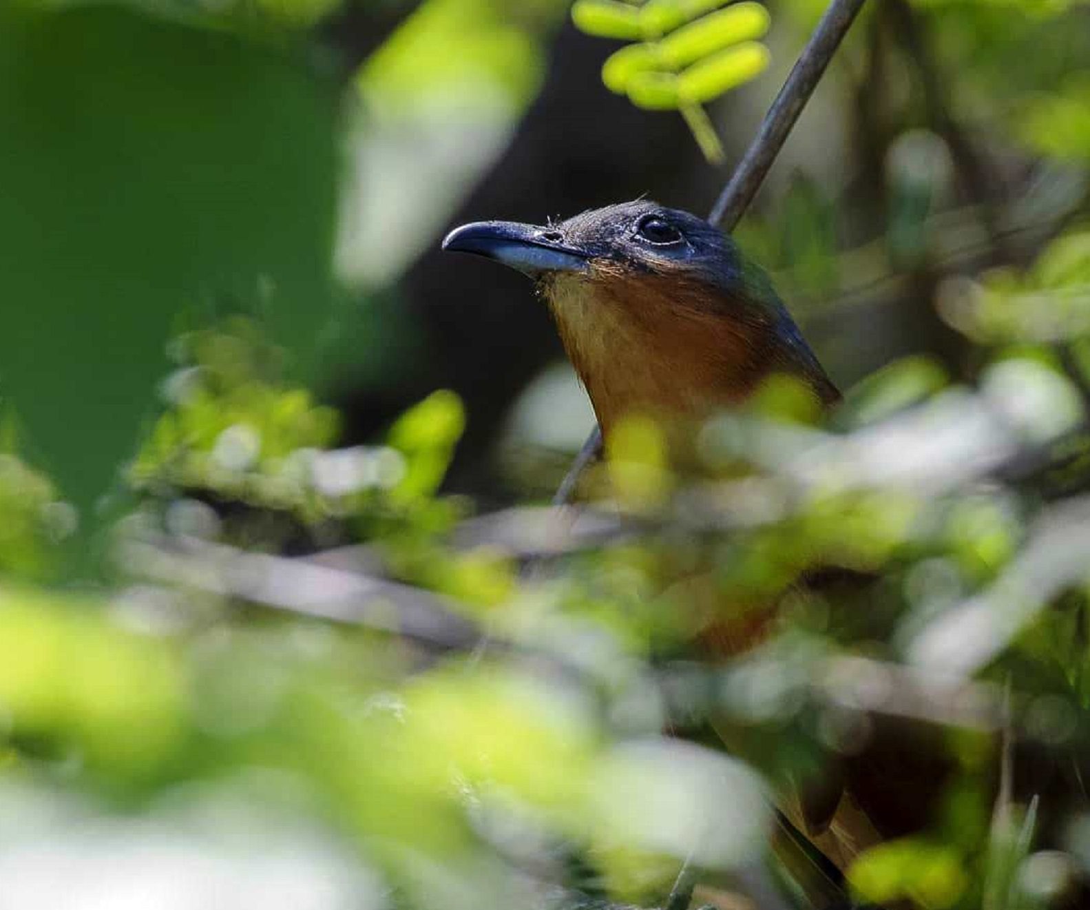 Al ave avistada en Sarigua se le conoce comúnmente como  "cuco de colores brillantes". Foto: Cortesía