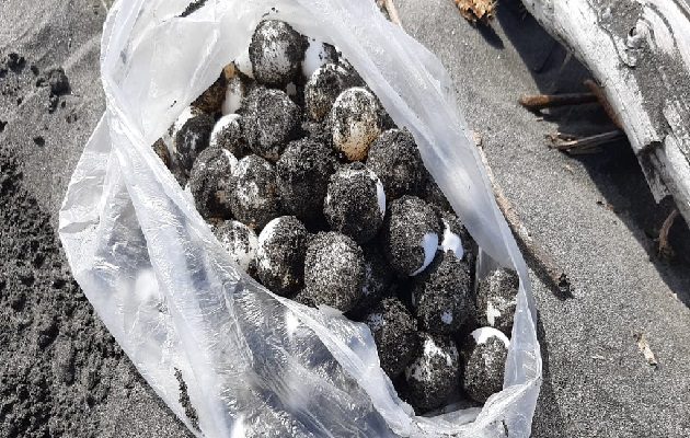 La tortuga Lora se considera como especie vulnerable por la Unión Internacional para la Conservación de la Naturaleza, (UICN). Foto: Cortesía MiAmbiente