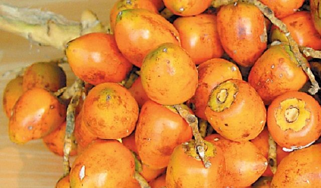  El pixbae es una palmera de altura, muy cultivada en climas calientes y de frutos comestibles. Fotos: Internet 