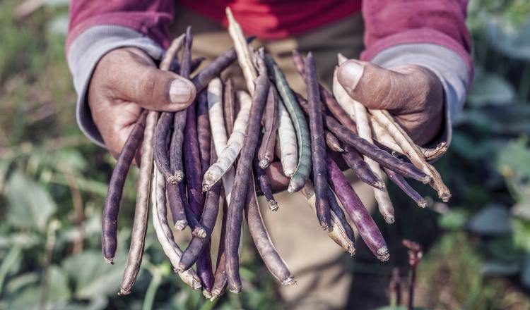 Durante la pandemia, la producción de alimentos en la región ha sido resiliente. Ilustrativa / Pexels