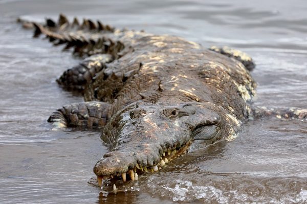 El cocodrilo fue capturado en la comunidad de El Salado en Aguadulce.  
