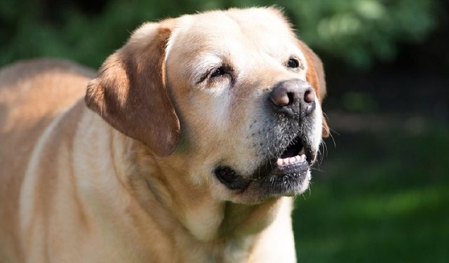 El cuidado de un perro mayor necesita dedicación y voluntad. Foto: Ilustrativa / Pixabay