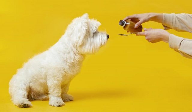 Por  mucho que los dueños deseen ayudar a su mascota lo corrector es acudir con un profesional. Foto: Ilustrativa / Feepik