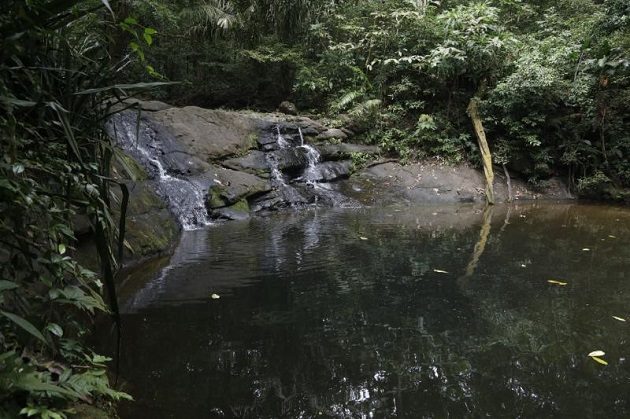 El sendero de El Charco está ubicado en el Parque Nacional Soberanía, una de las áreas protegidas en la que trabaja la Fundación Natura. Foto: Cortesía MiAmbiente