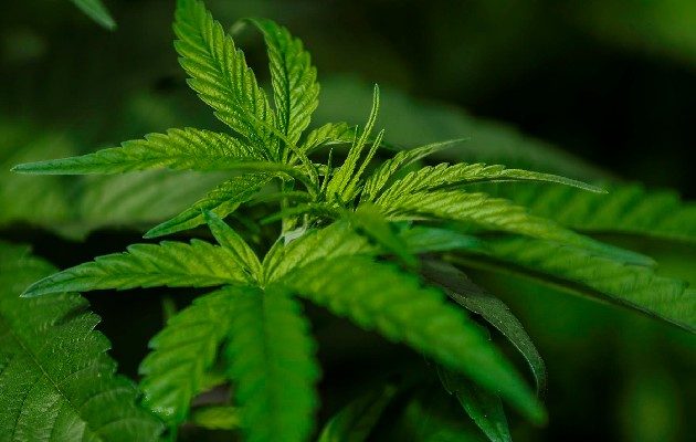 El presidente panameño, Laurentino Cortizo, firmó el proyecto de ley 153 que regula el uso medicinal y terapéutico del cannabis y sus derivados. Foto: EFE