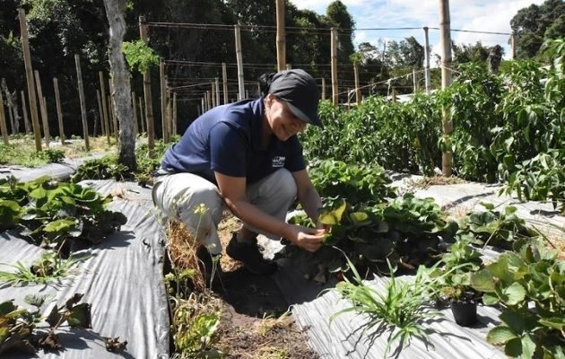 Los trabajos deben promover la restauración y mejora los suelos garantizando seguridad alimentaria. Foto: Cortesía