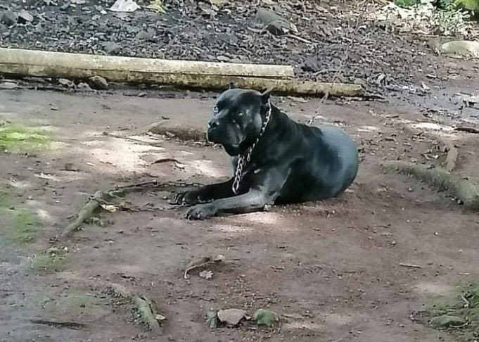 En el video eran animados a pelear por personas que observaban la pelea. Foto: José Vásquez