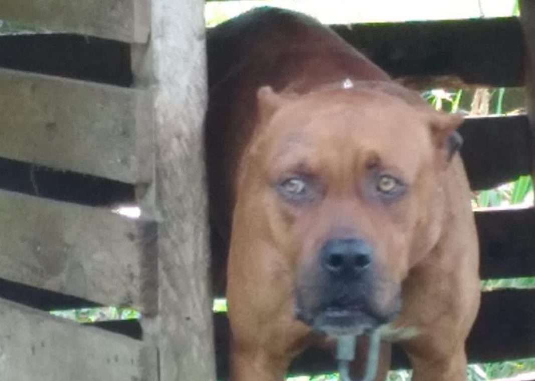 Durante la semana se divulgó mediante las redes sociales, la pelea entre los caninos. Foto: José Vásquez