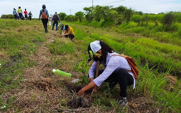 MiAmbiente sembró más de 200 árboles el pasado mes de junio en una jornada de reforestación en Santa María, provincia de Herrera. Foto: Cortesía MiAmbiente