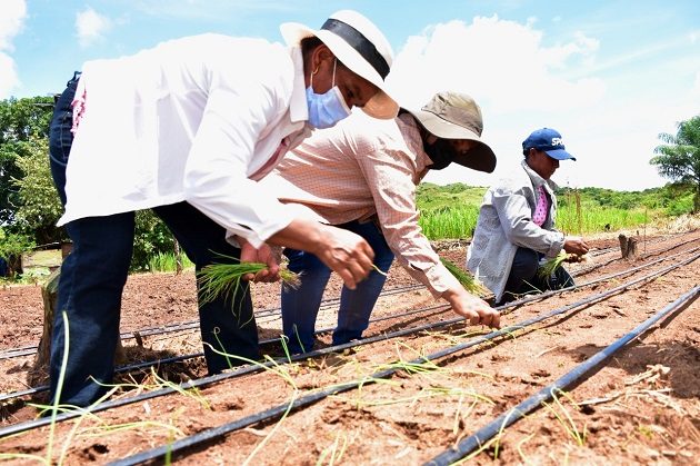  Más de 30 mil plantas de cebollas están creciendo en "Tierra Linda". 