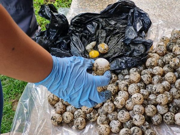 Unidades policiales abordaron al ciudadano que mantenía actitud sospechosa. Foto: Cortesía MiAmbiente