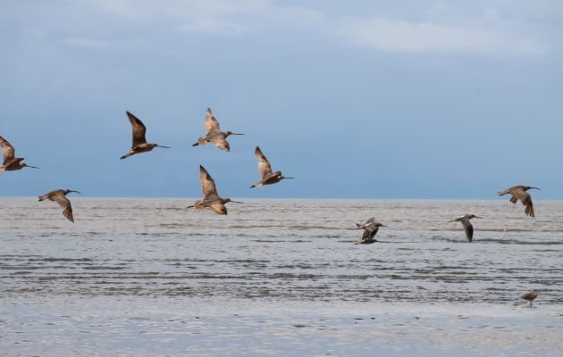 La Bahía de Parita está conformada por una compleja red de humedales formada por los ríos Antón, Grande, Santa María, Parita y La Villa. Foto: MiAmbiente