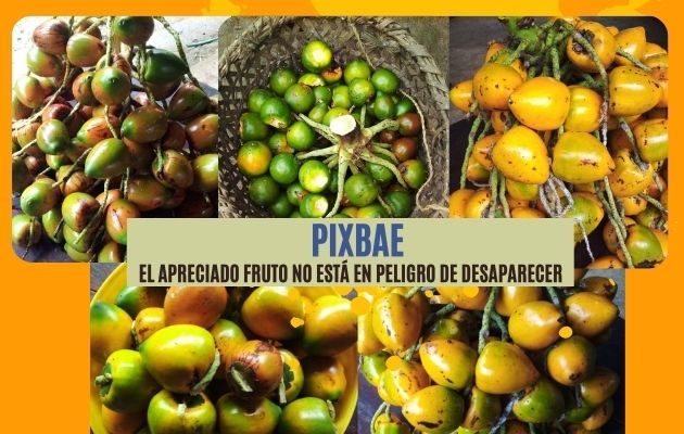 Cosecha 2021  de Candelario Martínez, quien reside en Chiguirí Abajo. Foto: Cortesía