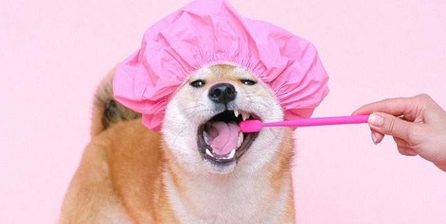 Los dientes se deben cepillar tres veces a la semana. Foto: Ilustrativa / Pexels