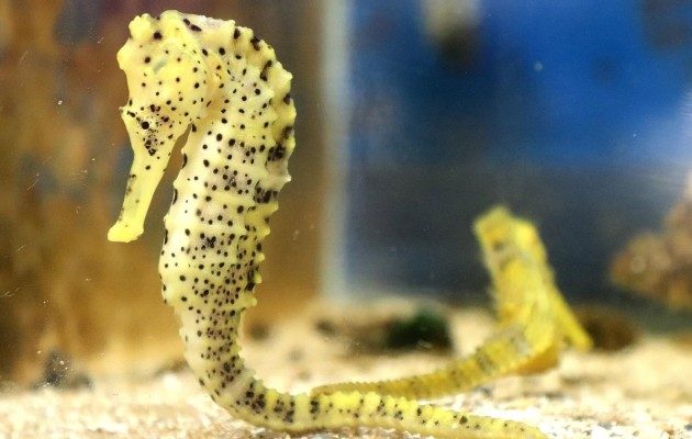 En 2020, fueron liberados en el mar, en los manglares y zonas costeras del ecosistema, 34,400 caballitos de mar hippocamus. Foto: EFE