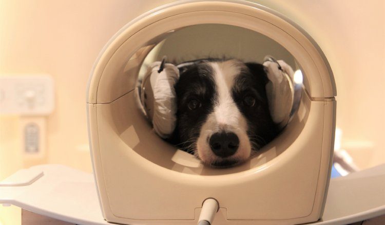 Perros puede detectar el habla, según una investigación. Foto: