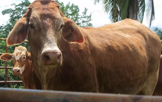 La raza beefmaster ha tenido una buena adaptación al clima penonomeño. Foto: Cortesía Hacienda LM