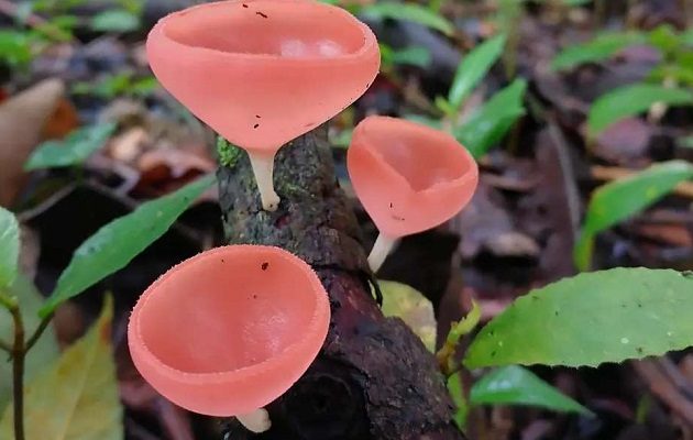 El hongo cookeina speciosa formó parte de una receta compartida por la exmiss Rosa Iveth Montezuma. Foto Cortesía: Fundación Micológica