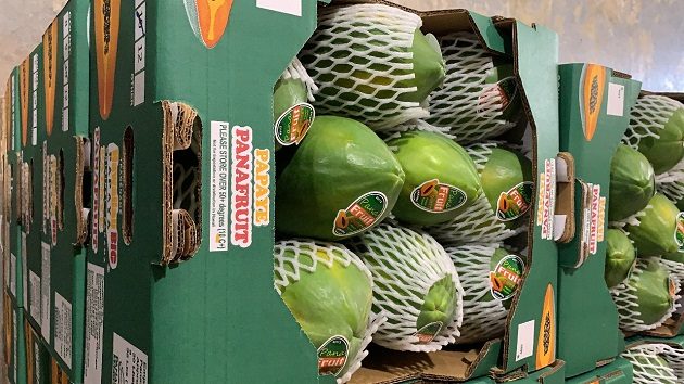 Los frutos frescos de papaya se exportan de Panamá a Estados Unidos, gracias al cumplimiento de las condiciones establecidas en el Plan Operacional de Trabajo (POT). Foto: Cortesía