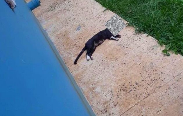 El gato había sido dado en adopción recientemente y estaba esterilizado. Foto: Cortesía Juliette Chang