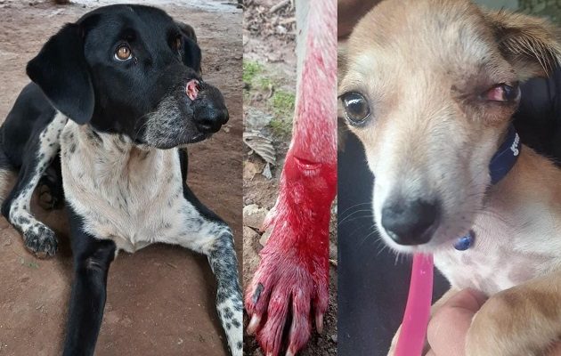 Mascotas son agredidas con machete.   Foto: Cortesía Juliette Chang