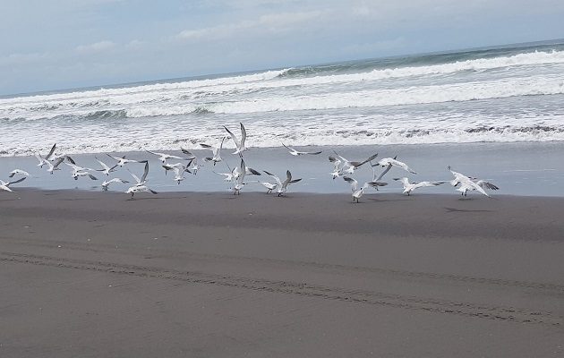 En Panamá se han identificado algunas zonas con potencial para la energía oceánica. Foto: Cortesía