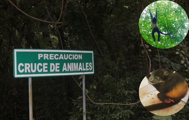 Los monos son los más afectados por la fragmentación de los bosques. Foto: Cortesía