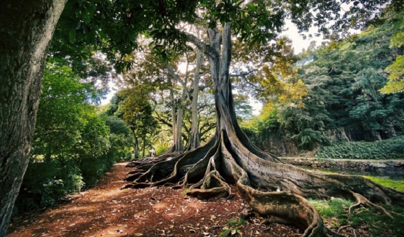 Un estudio señala que la desforestación de los bosques avanza de manera progresiva. Foto: Ilustrativa - Freepik