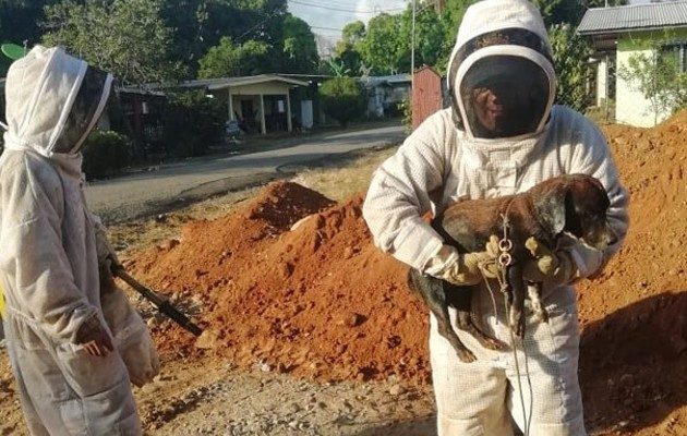 La Dirección Nacional Operativa de Extinción, Búsqueda y Rescate reportó 635 salidas por presencia de abejas africanizadas. Foto: Archivo