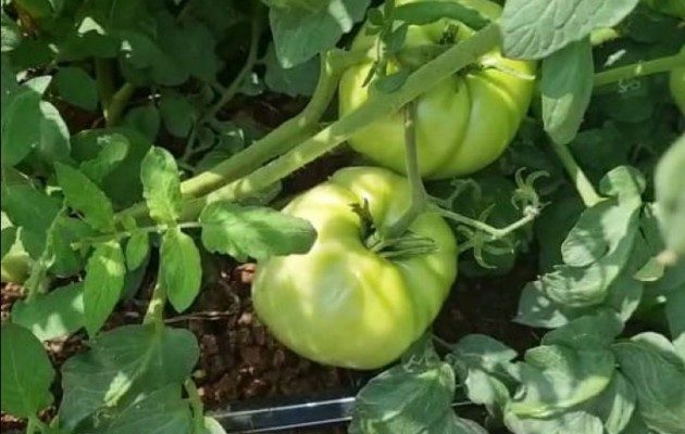 La planta de tomate es muy delicada, es un cultivo que no resiste la lluvia, ya que tiende a quemarse. Foto. Thays Domínguez