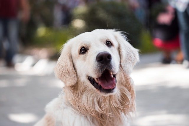 La tenencia de perro o de gato no se asoció a un menor riesgo de muerte por cualquier causa. Foto: Ilustrativa / Pexels