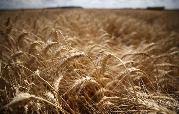 La agricultura podría  tener serias afectaciones por el conflicto bélico. Foto: EFE