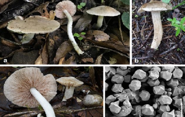 Las muestras de los nuevos hongos descritos se encuentran en el fungario de la Unachi. Foto: Cortesía Mycological Progress