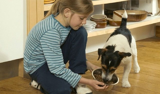 Durante el confinamiento muchos pequeños crearon un lazo afectivo con sus mascotas. Foto: Ilustrativa / Pixabay