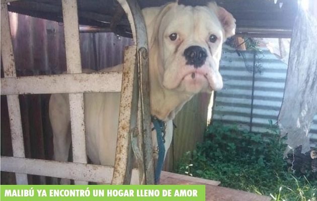 Malibú, que es sordo, fue abandonado en el matadero de Soná. Foto: Juliette Chang